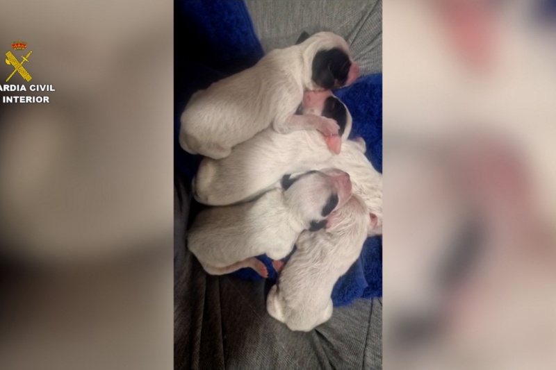 La Guardia Civil investiga a un hombre por abandonar a ocho cachorros en un contenedor en Valladolid