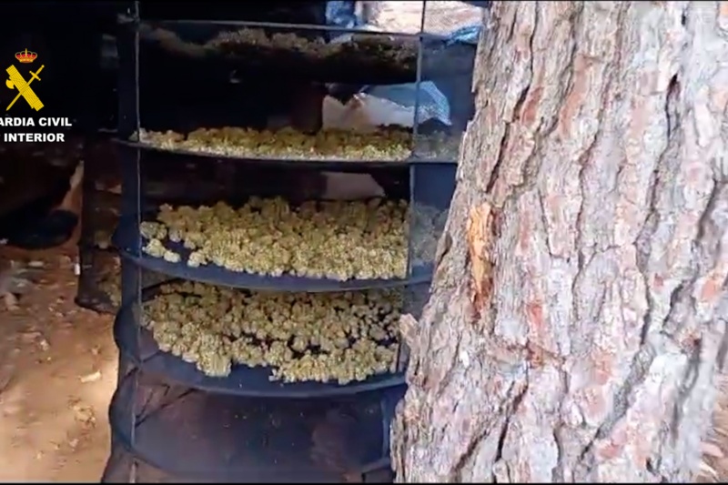 Nueve detenidos por deforestar dos hectáreas de un paraje natural en Málaga para plantar marihuana