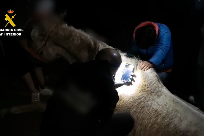 Detenida una persona por la muerte de un caballo en la isla de Gran Canaria
