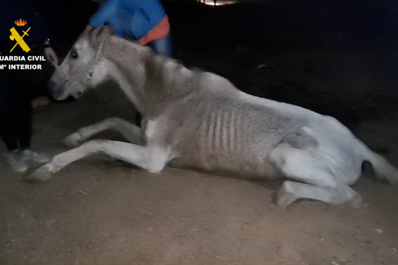 Detenida una persona por la muerte de un caballo en la isla de Gran Canaria