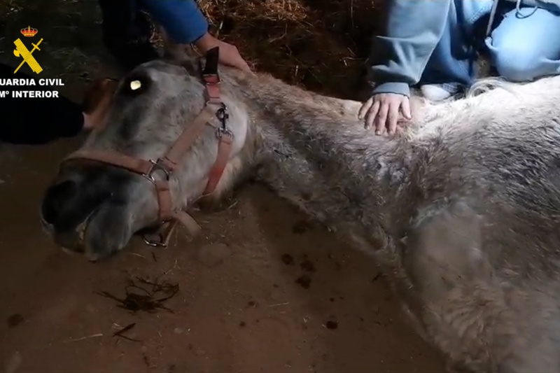 Detenida una persona por la muerte de un caballo en la isla de Gran Canaria