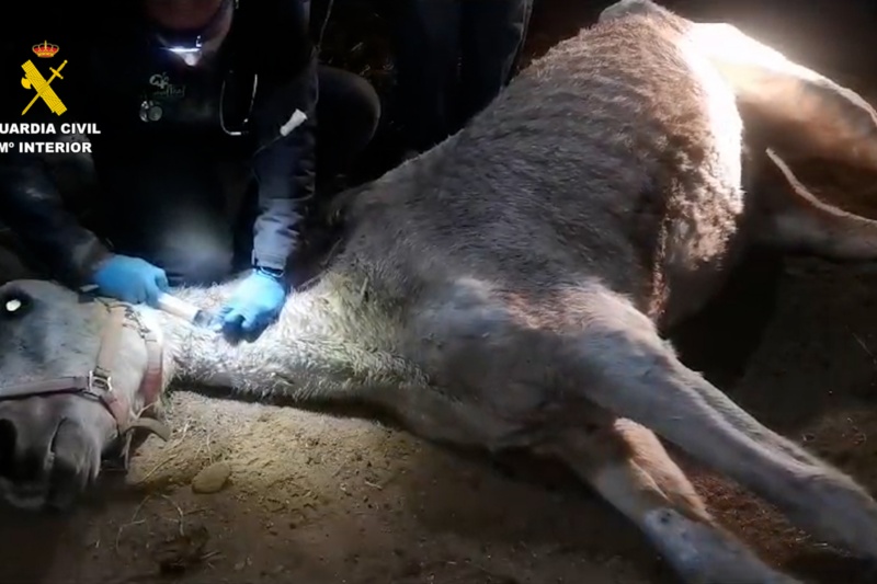 Detenida una persona por la muerte de un caballo en la isla de Gran Canaria