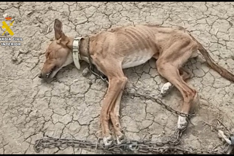La Guardia Civil rescata a 111 animales en Málaga en una operación contra el maltrato y el abandono