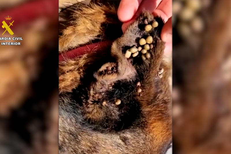 La Guardia Civil rescata a 111 animales en Málaga en una operación contra el maltrato y el abandono