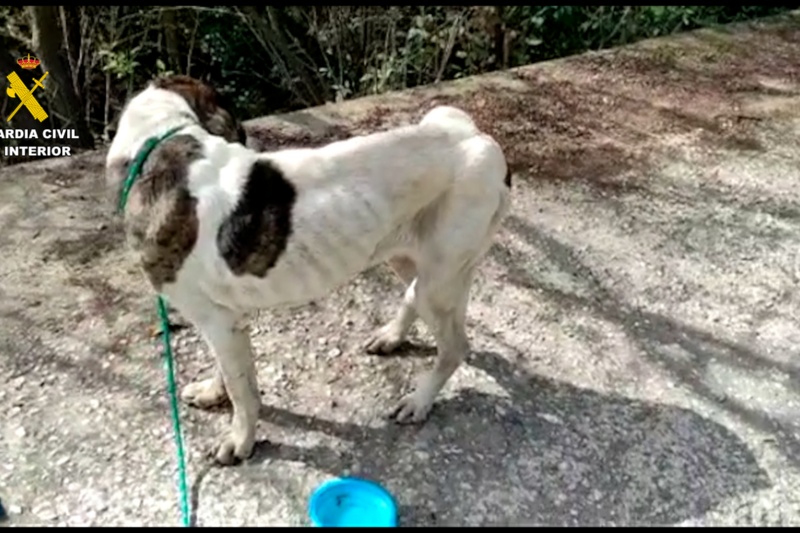 La Guardia Civil rescata a 111 animales en Málaga en una operación contra el maltrato y el abandono