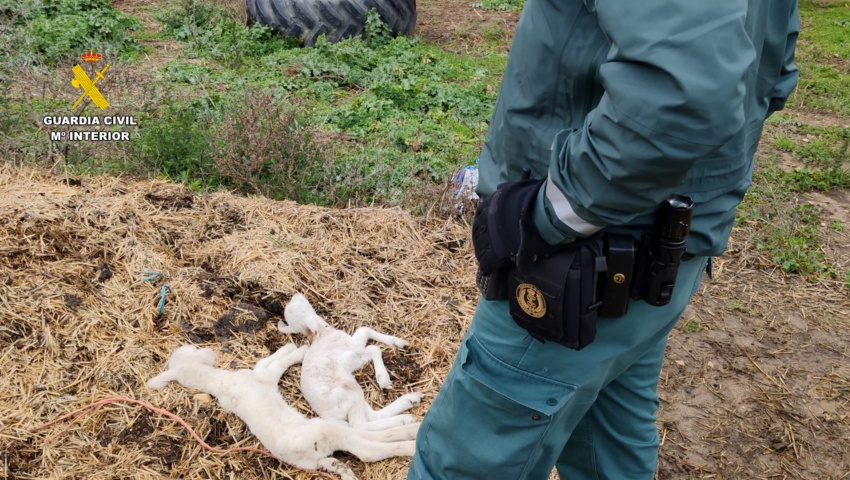Investigado en Guadalajara el propietario de una explotación ganadera con multitud de animales muertos por falta de cuidado