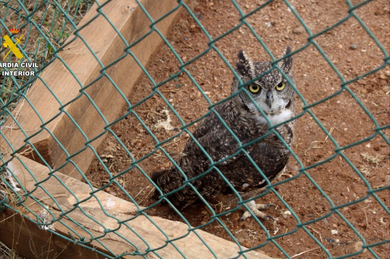 La Guardia Civil incauta 421 especímenes protegidos en una operación contra el tráfico de especies silvestres
