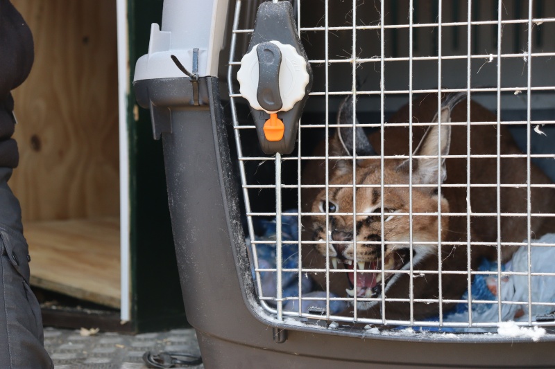 La Guardia Civil interviene un ejemplar de lince africano en el jardín de una vivienda en Marbella