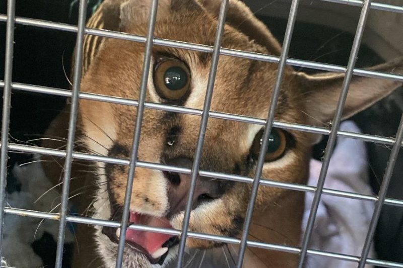 La Guardia Civil interviene un ejemplar de lince africano en el jardín de una vivienda en Marbella