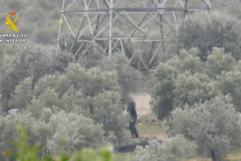 Detenidas seis personas por el hurto de más de 15 toneladas de aceituna en Madrid