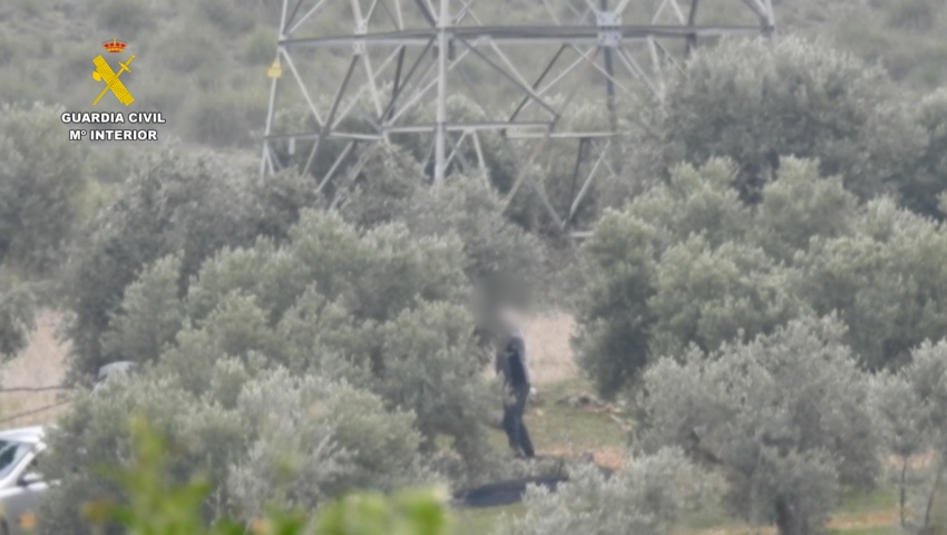 Detenidas seis personas por el hurto de más de 15 toneladas de aceituna en Madrid