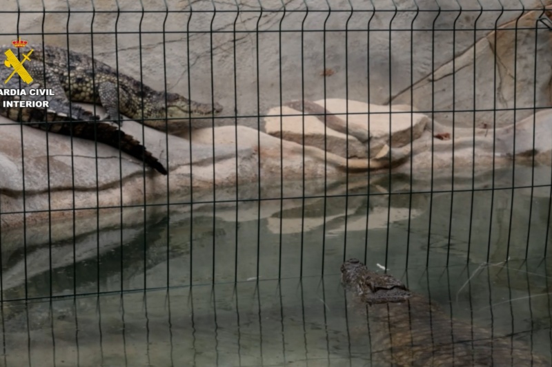 La Guardia Civil rescata varios animales protegidos