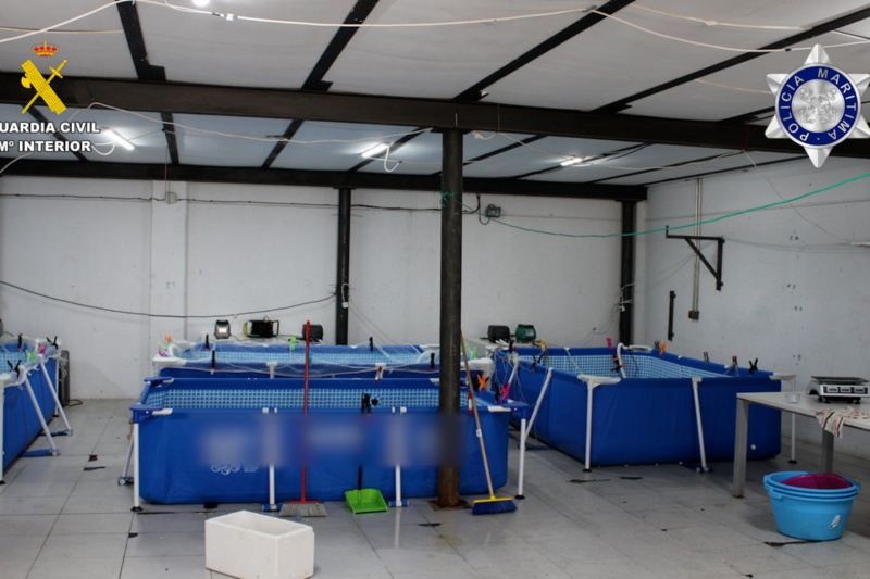 Incautados más de 800 kilos de angulas pescadas ilícitamente