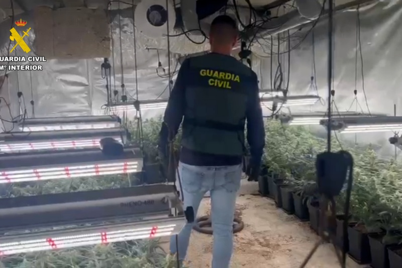 Detenidas 55 personas dedicadas al cultivo de cannabis en Madrid, Toledo y Guadalajara
