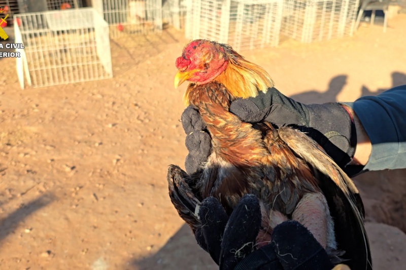 Localizados más de cien animales con síntomas de maltrato en Valencia