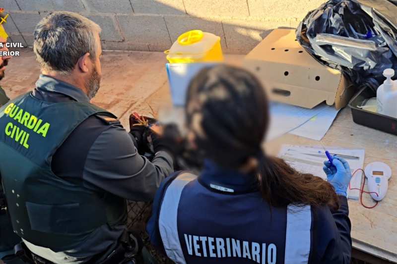 Localizados más de cien animales con síntomas de maltrato en Valencia