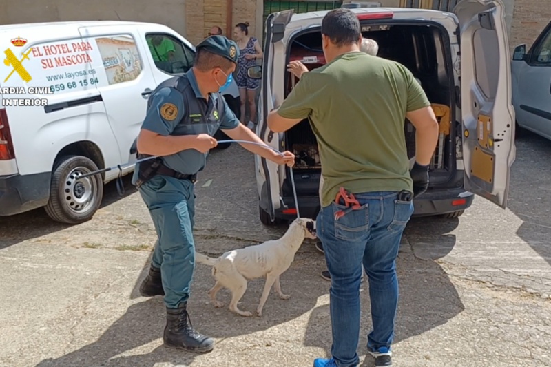 Desmantelada una falsa protectora por abandono y maltrato animal