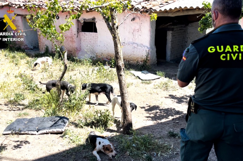 Desmantelada una falsa protectora por abandono y maltrato animal
