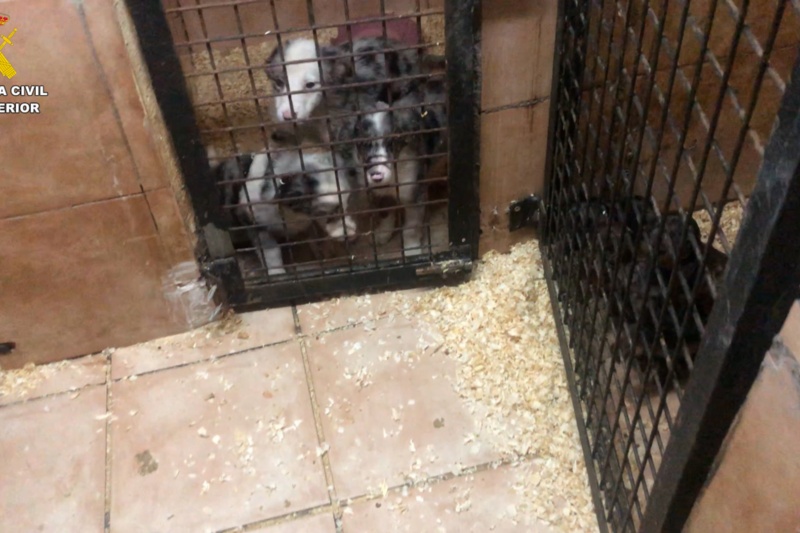 La Guardia Civil desmantela una trama de venta ilegal de cachorros por toda España