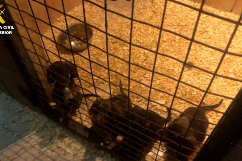La Guardia Civil desmantela una trama de venta ilegal de cachorros por toda España