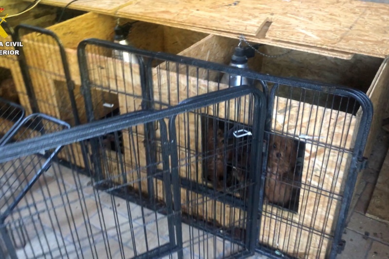 La Guardia Civil desmantela una trama de venta ilegal de cachorros por toda España
