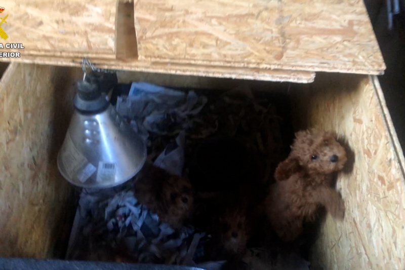 La Guardia Civil desmantela una trama de venta ilegal de cachorros por toda España