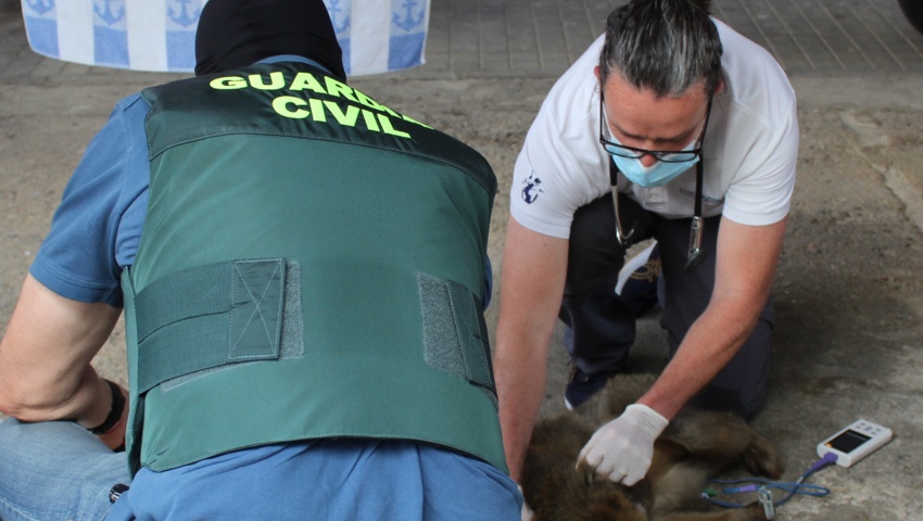 La Guardia Civil halla dos monos de Gibraltar encerrados en el patio de una vivienda de Granada