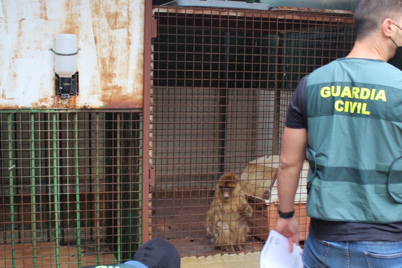 La Guardia Civil halla dos monos de Gibraltar encerrados en el patio de una vivienda de Granada