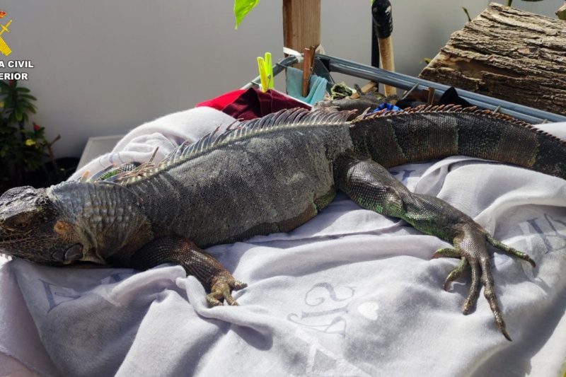 Incautados 32 animales potencialmente peligrosos en una vivienda de Gran Canaria