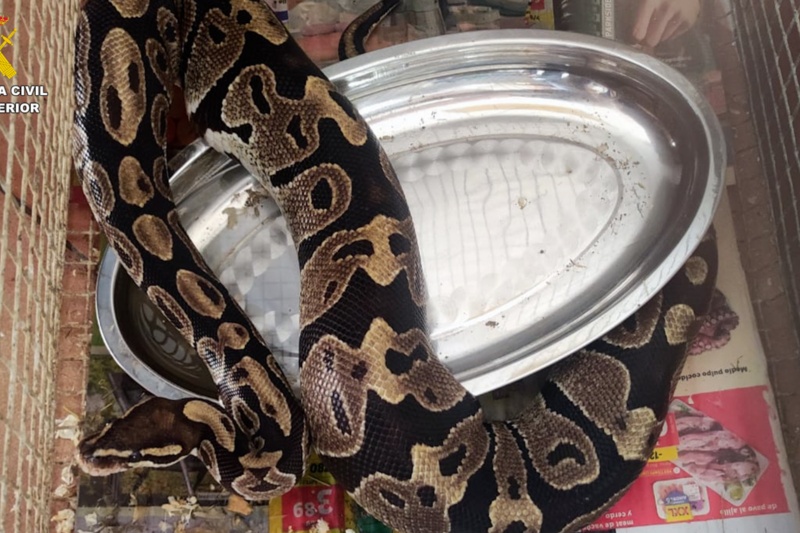 Incautados 32 animales potencialmente peligrosos en una vivienda de Gran Canaria