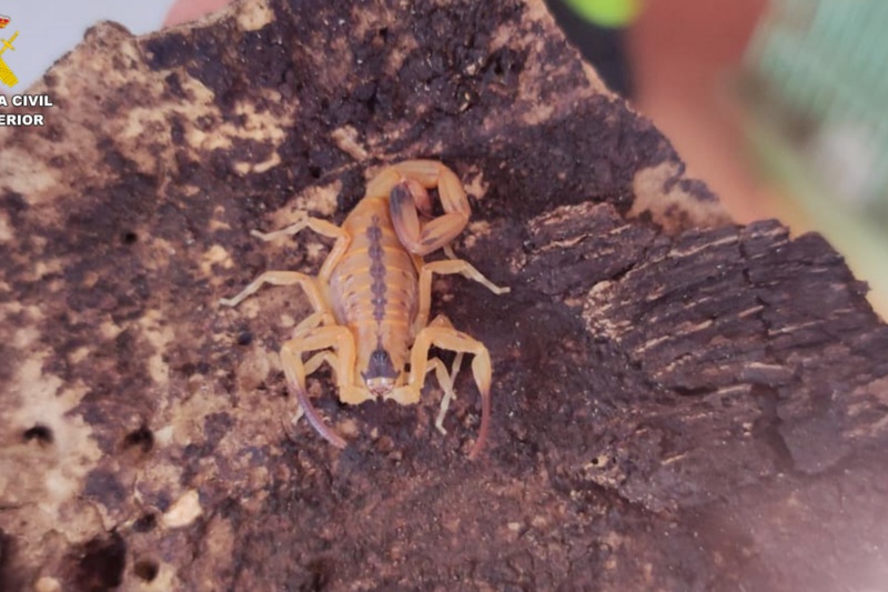 Incautados 32 animales potencialmente peligrosos en una vivienda de Gran Canaria