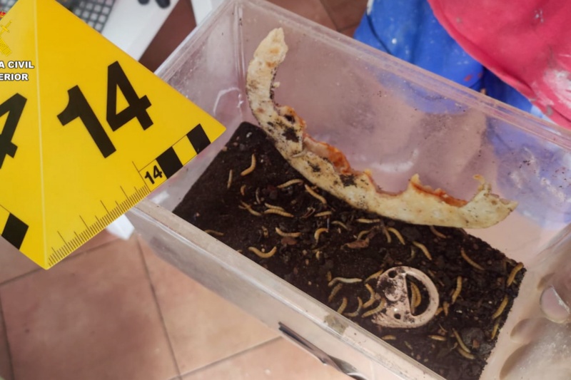 Incautados 32 animales potencialmente peligrosos en una vivienda de Gran Canaria