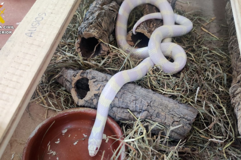Incautados 32 animales potencialmente peligrosos en una vivienda de Gran Canaria