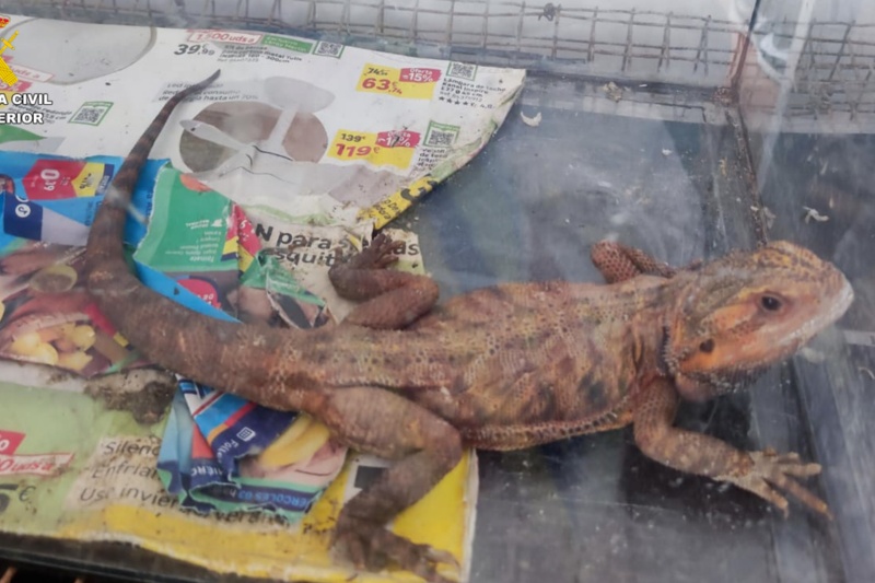 Incautados 32 animales potencialmente peligrosos en una vivienda de Gran Canaria