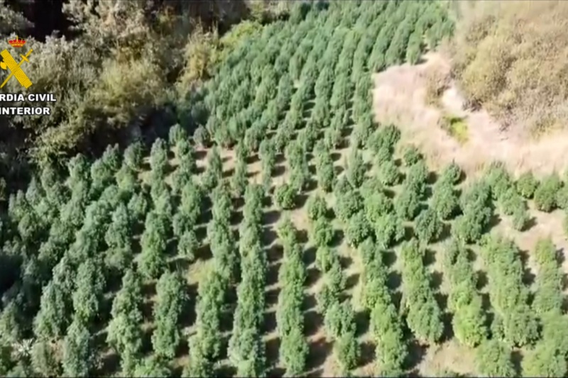 Desmantelada una plantación de marihuana en Losar de la Vera (Cáceres) con más de 1500 plantas