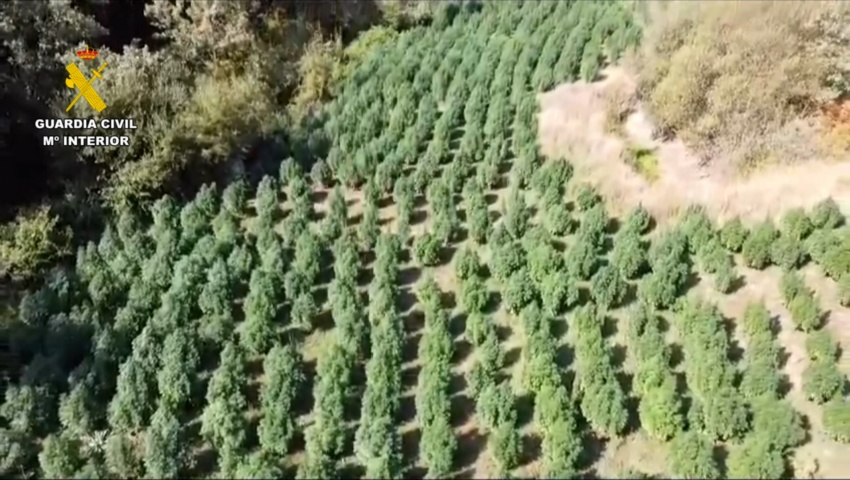 Desmantelada una plantación de marihuana en Losar de la Vera (Cáceres) con más de 1500 plantas