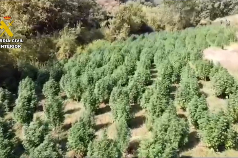 Desmantelada una plantación de marihuana en Losar de la Vera (Cáceres) con más de 1500 plantas