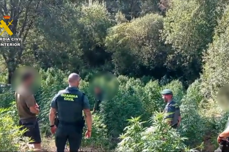 Desmantelada una plantación de marihuana en Losar de la Vera (Cáceres) con más de 1500 plantas