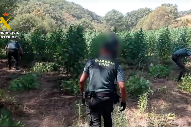 Desmantelada una plantación de marihuana en Losar de la Vera (Cáceres) con más de 1500 plantas