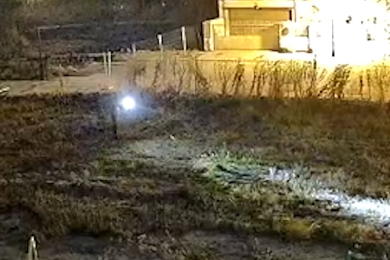 La Guardia Civil investiga a dos personas que disparaban a gatos en Valladolid