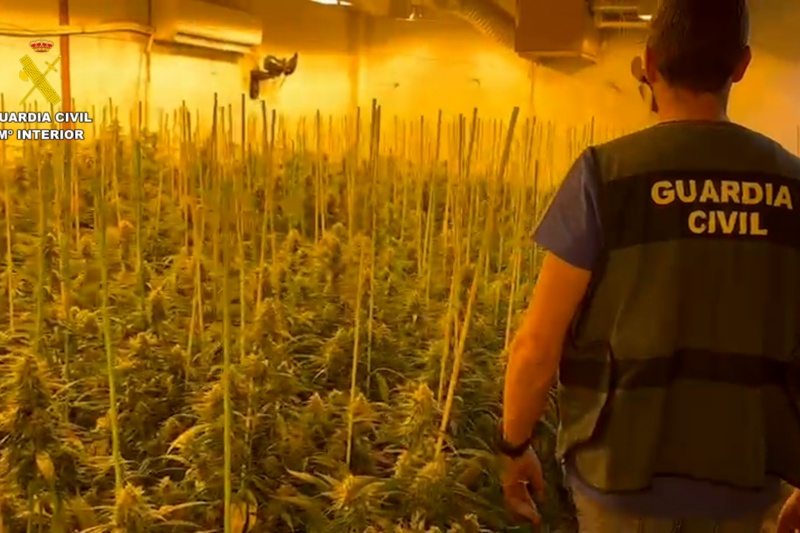 Intervenidas en Córdoba más de 10.000 plantas de marihuana