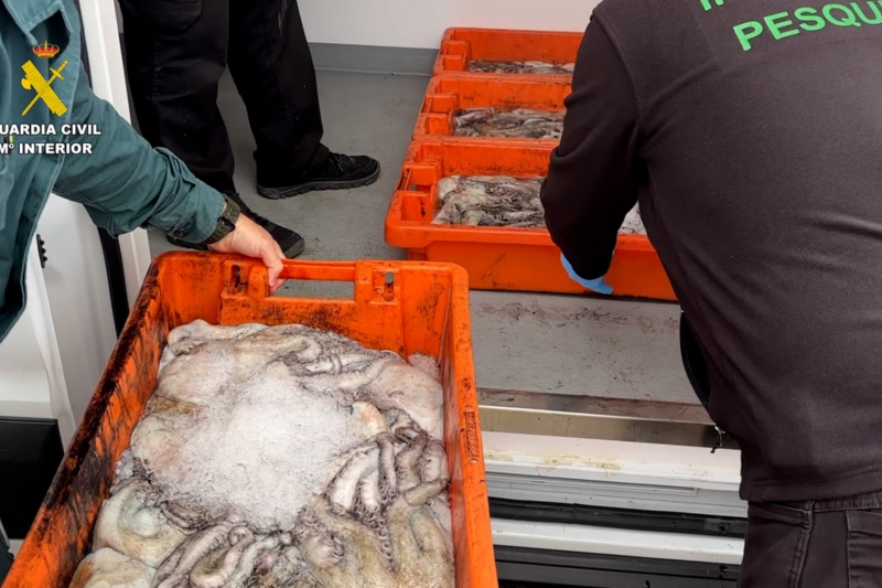 Intervenidos más de 3.200 kilos de pulpo y 200 kilos de almeja en Huelva
