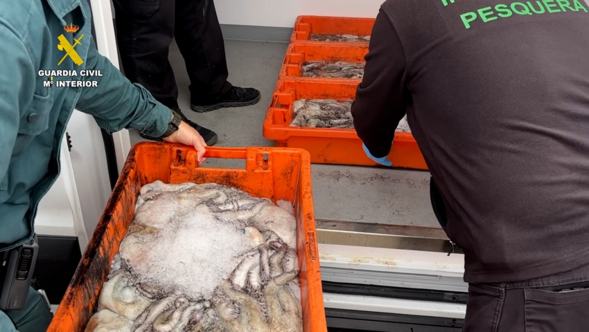 Intervenidos más de 3.200 kilos de pulpo y 200 kilos de almeja en Huelva