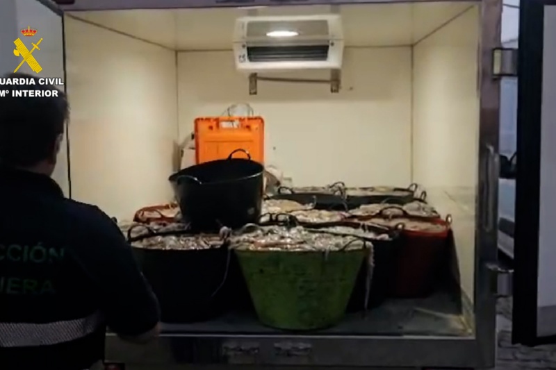 Intervenidos más de 3.200 kilos de pulpo y 200 kilos de almeja en Huelva
