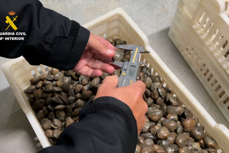 Intervenidos más de 3.200 kilos de pulpo y 200 kilos de almeja en Huelva