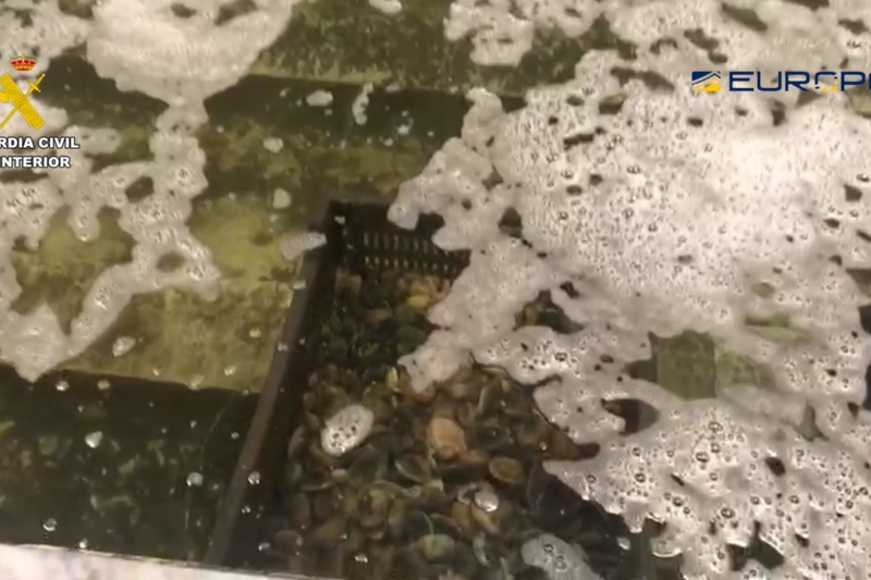 Incautadas 30 toneladas de moluscos pescados ilegalmente en zonas prohibidas por alta contaminación del agua