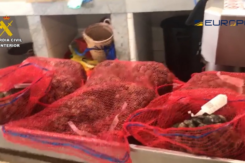 Incautadas 30 toneladas de moluscos pescados ilegalmente en zonas prohibidas por alta contaminación del agua