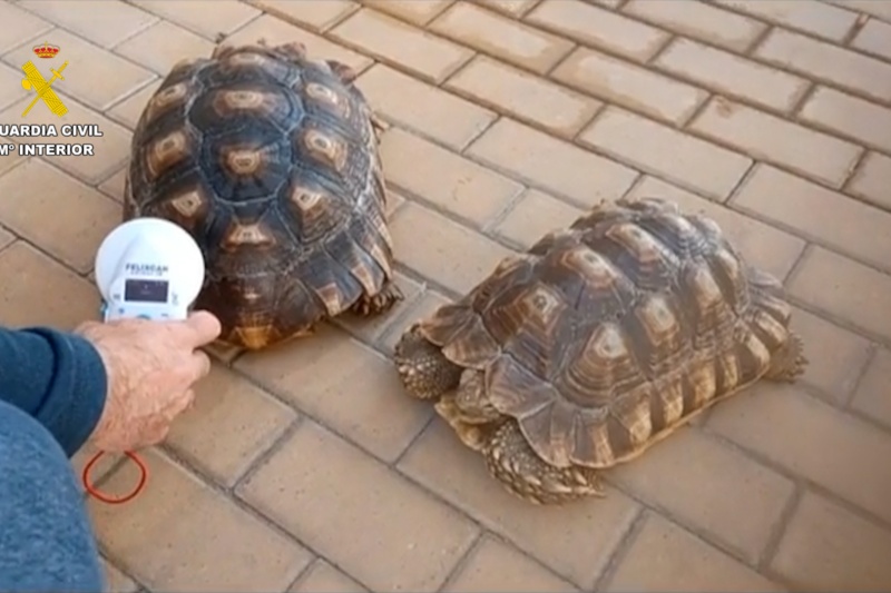 Intervenidas 17 especies protegidas que se comercializaban ilegalmente a través de internet en Málaga