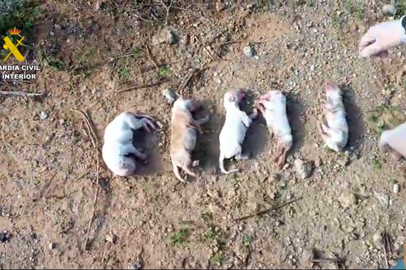 Investigado por abandonar seis cachorros en el interior de un saco de pienso
