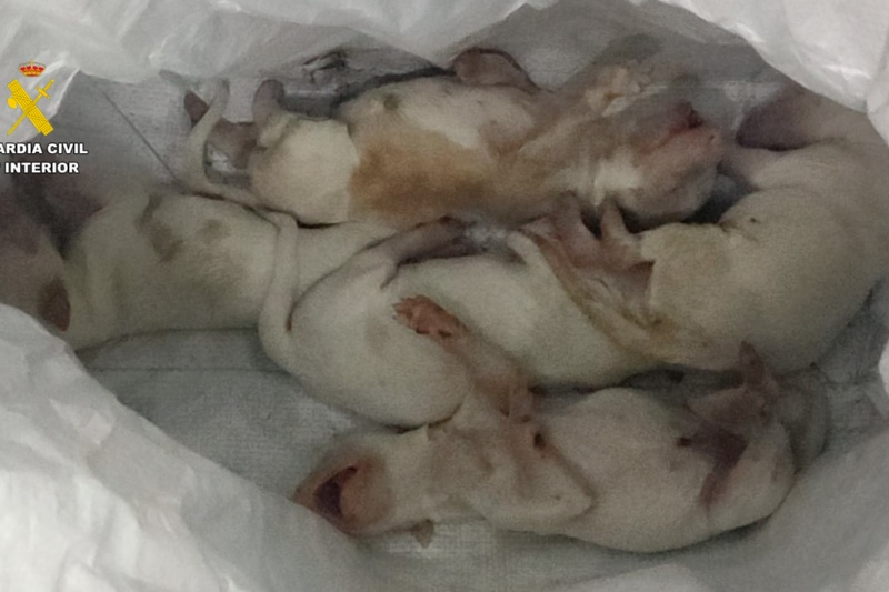 Investigado por abandonar seis cachorros en el interior de un saco de pienso